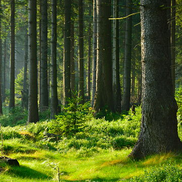 Koestlich Vegetarisch Kochmagazin 7 Gruende 7 800x800px 5fa68d61